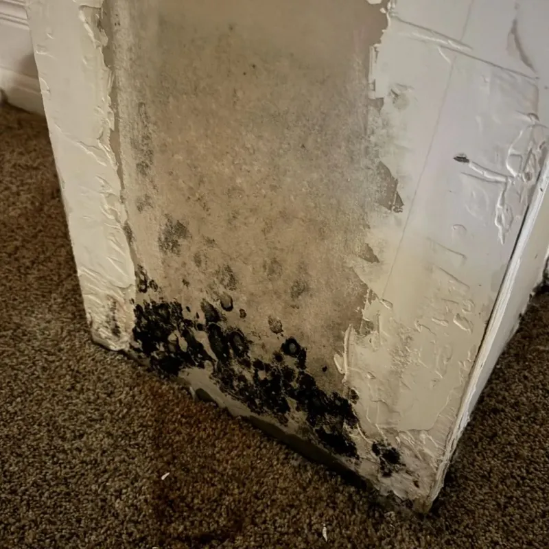 Professional Mold Removal in Escambia County, FL
